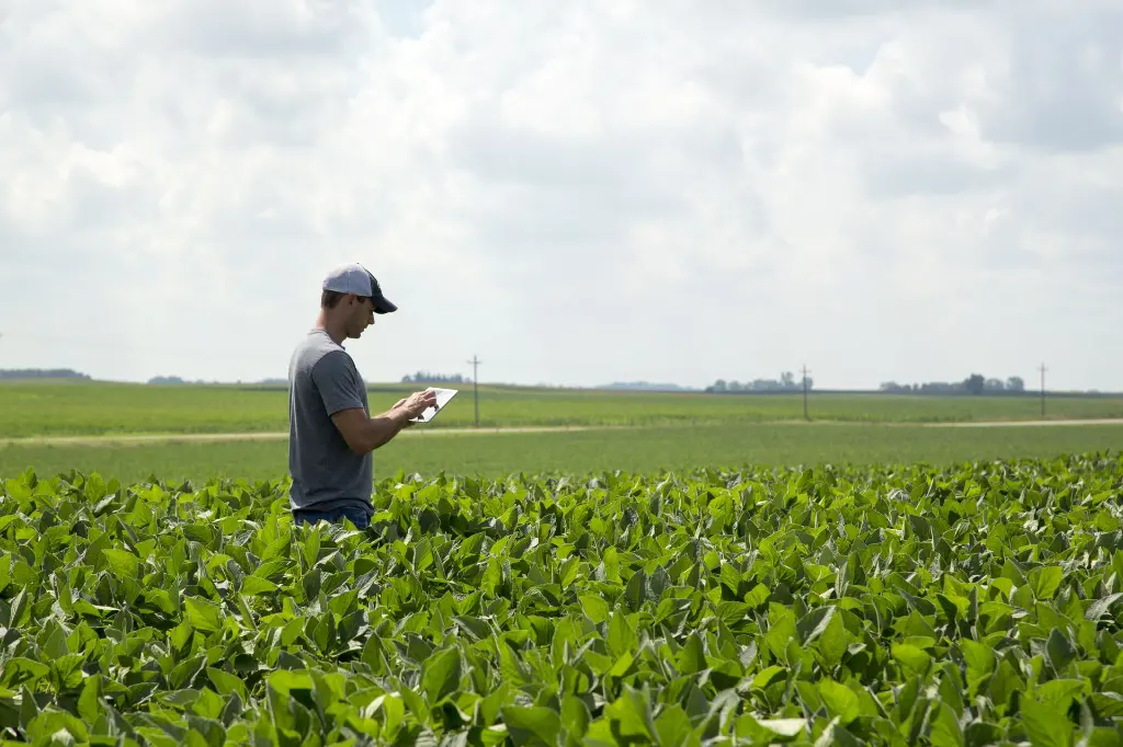iPad_SoybeanField_2.webp